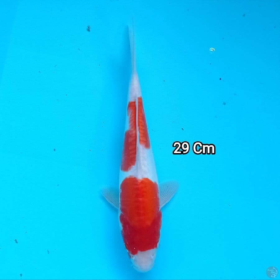 Doitsu Kohaku 29 cm