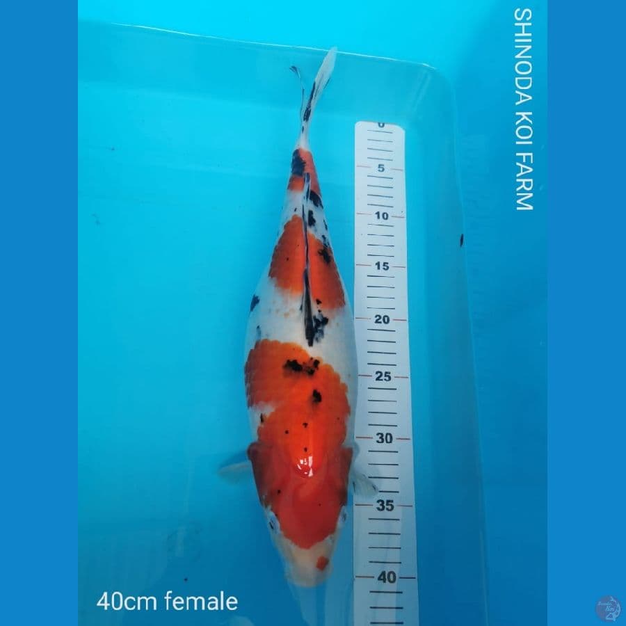 Sanke import 40 cm Shinoda koi farm
