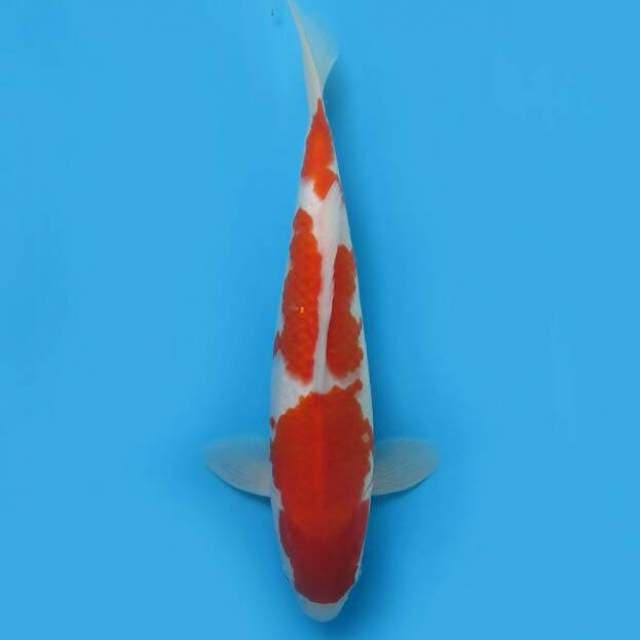 Sandan kohaku 31 cm