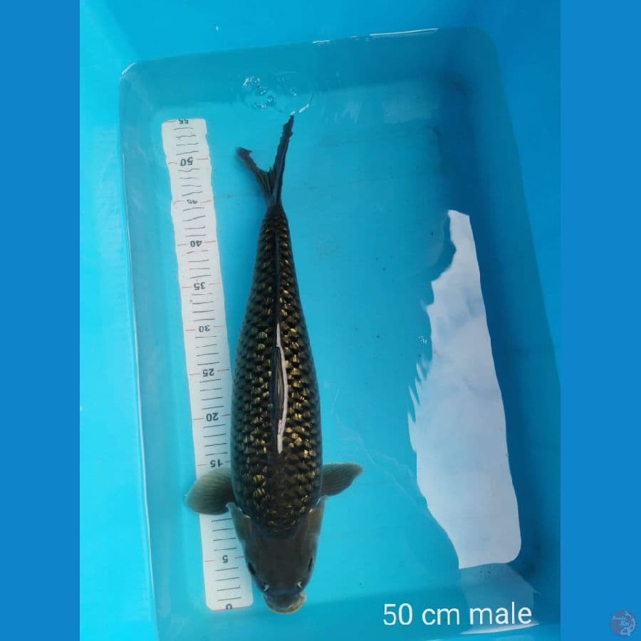 Black diamond 50 cm ginrin padat
