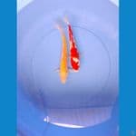 karashi 30cm, kohaku 27cm