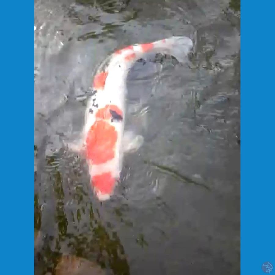 sangke 60 cm 