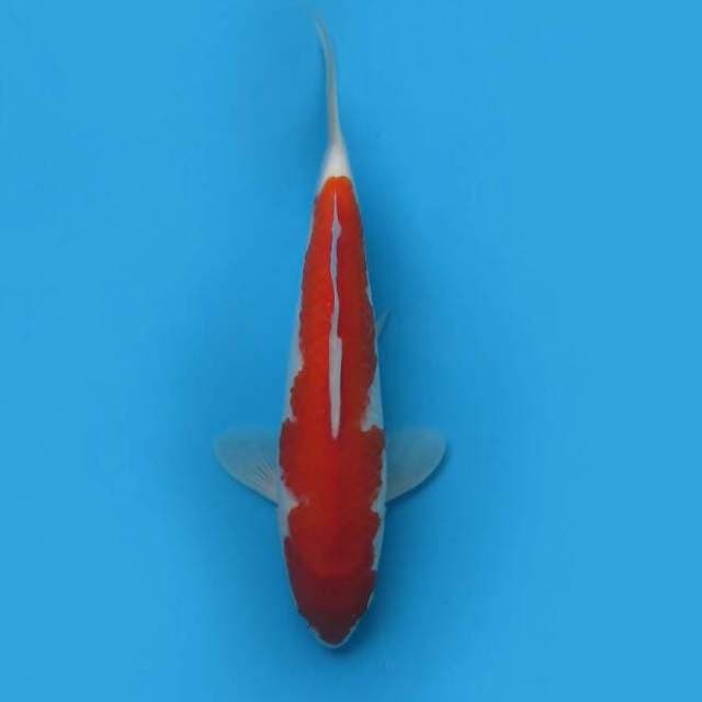 Omoyo kohaku32cm