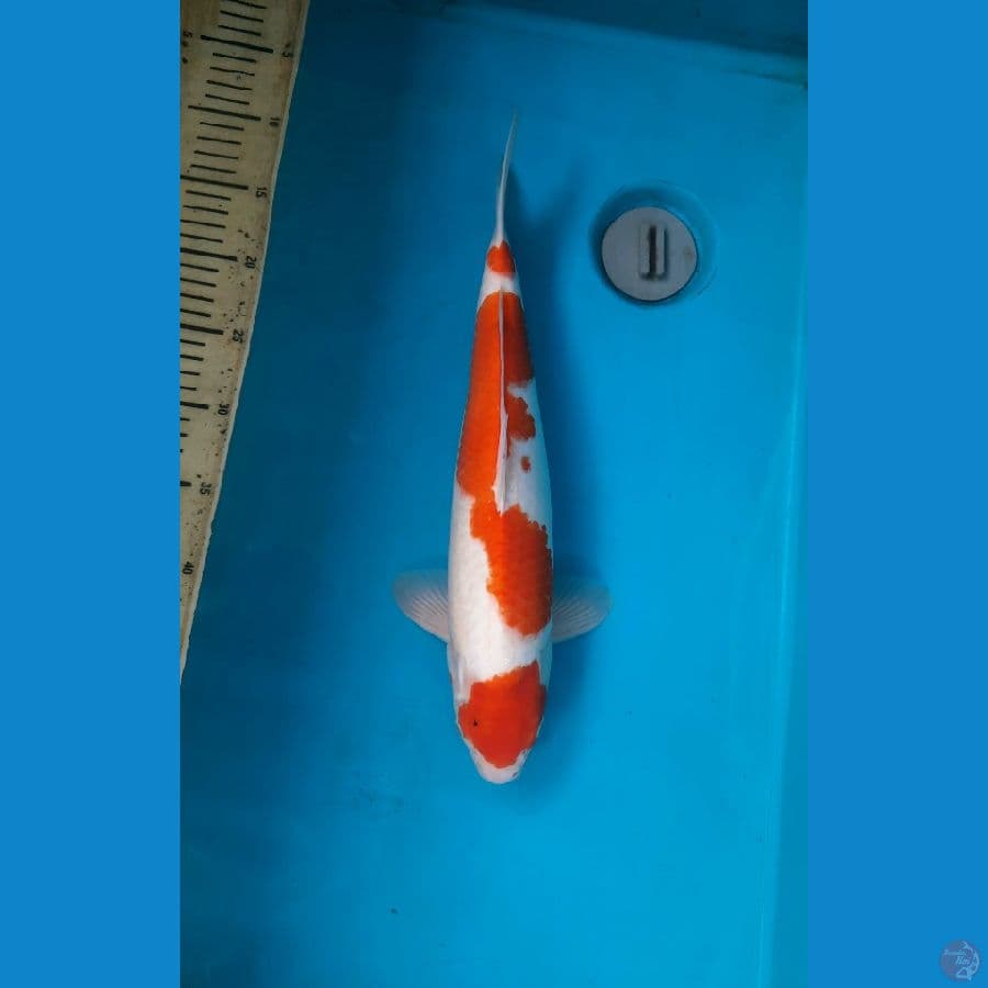 Maruten kohaku 40cm male