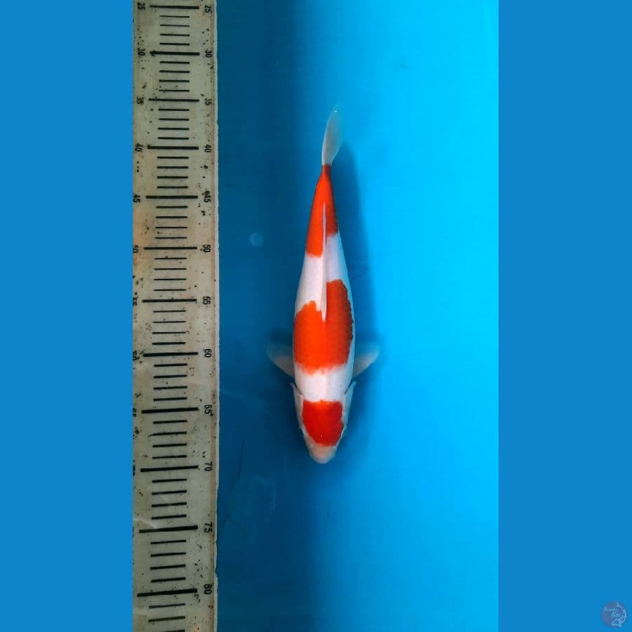 Kohaku maruten 32cm female