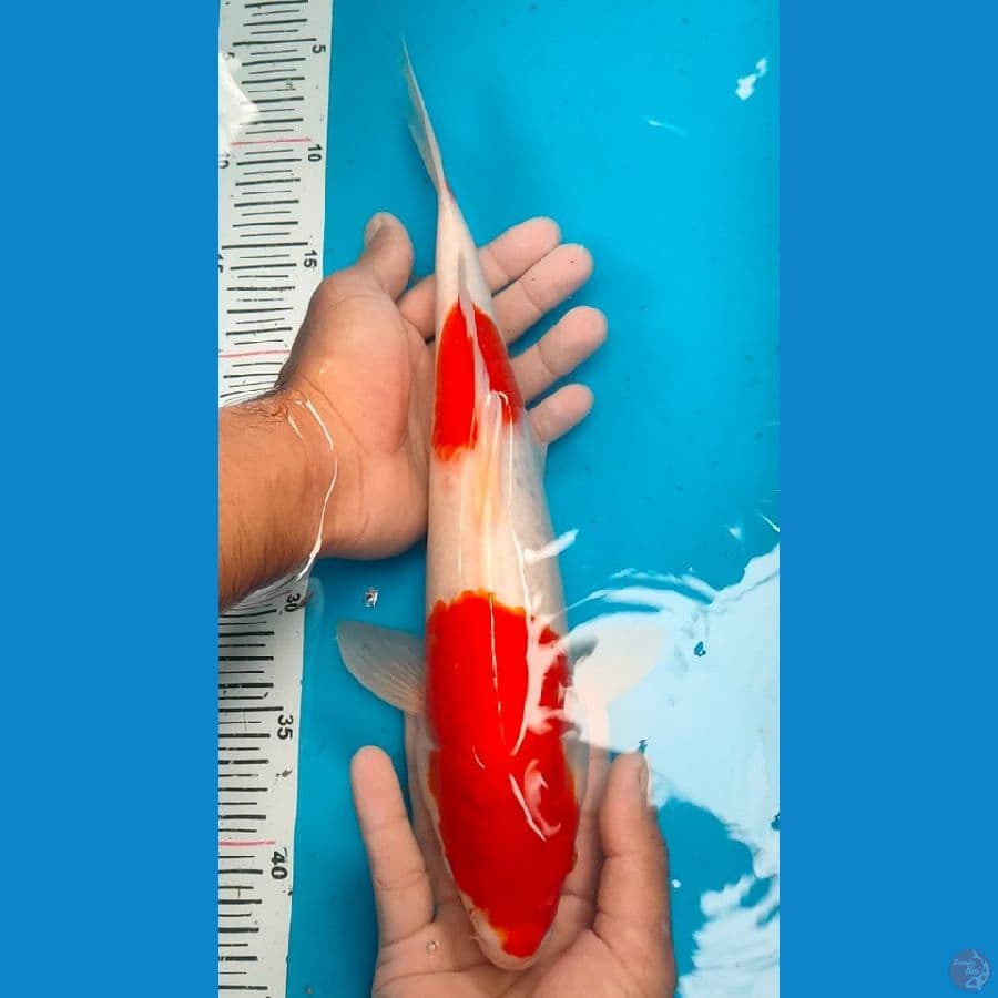 kohaku 35cm
