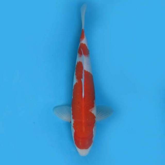 Kohaku sandan 29 cm