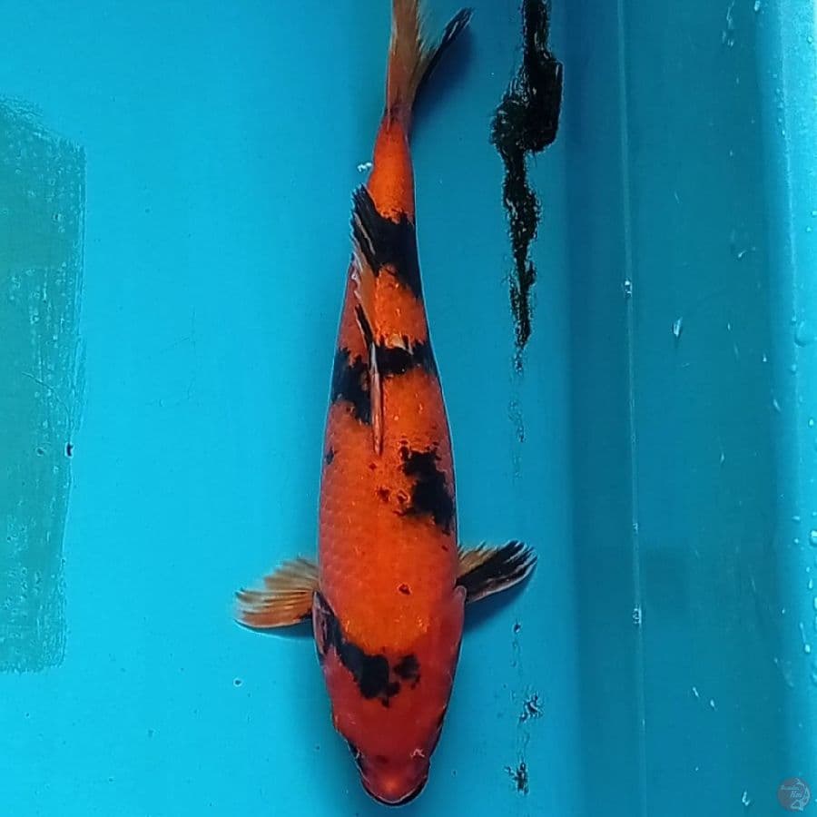 Utsuri 35 cm