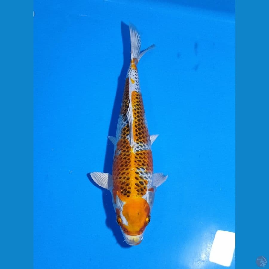 Kujaku Female 29cm