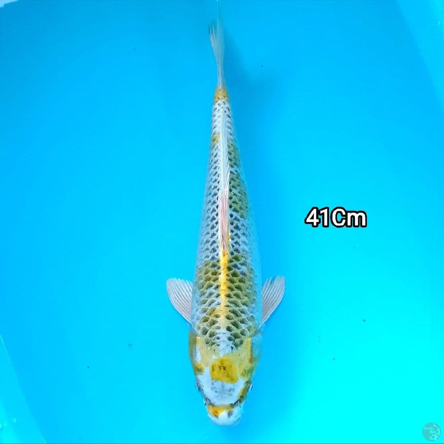 Kujaku 41 cm