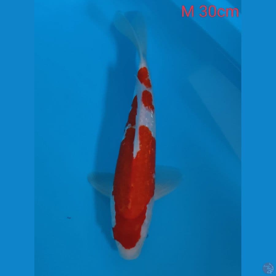 Kohaku Gindrin 30cm Male