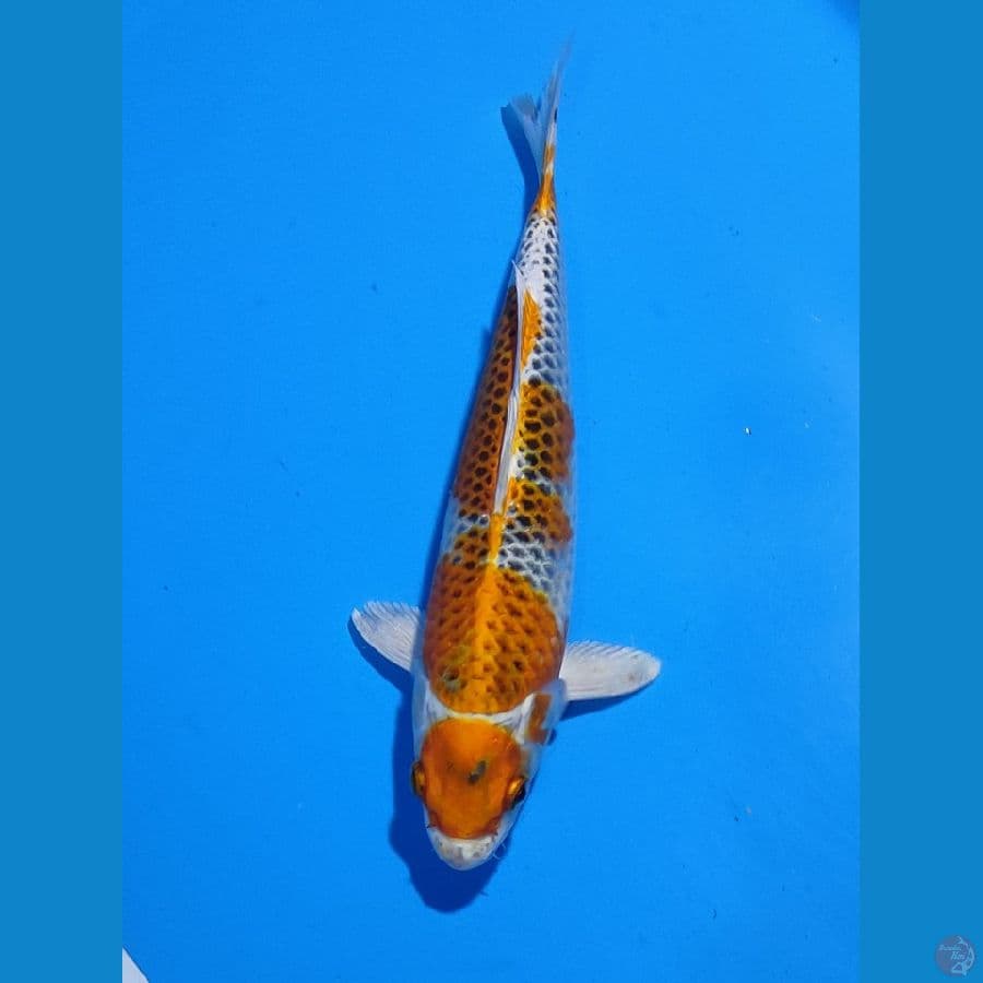 Maruten Kujaku Female 26cm 