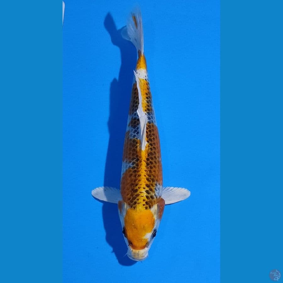 Kujaku Male 25cm