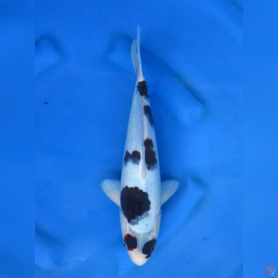 Dalmation Budo Ori