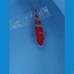 kohaku ukur 35cm male
