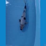 shiro ukur 35cm male
