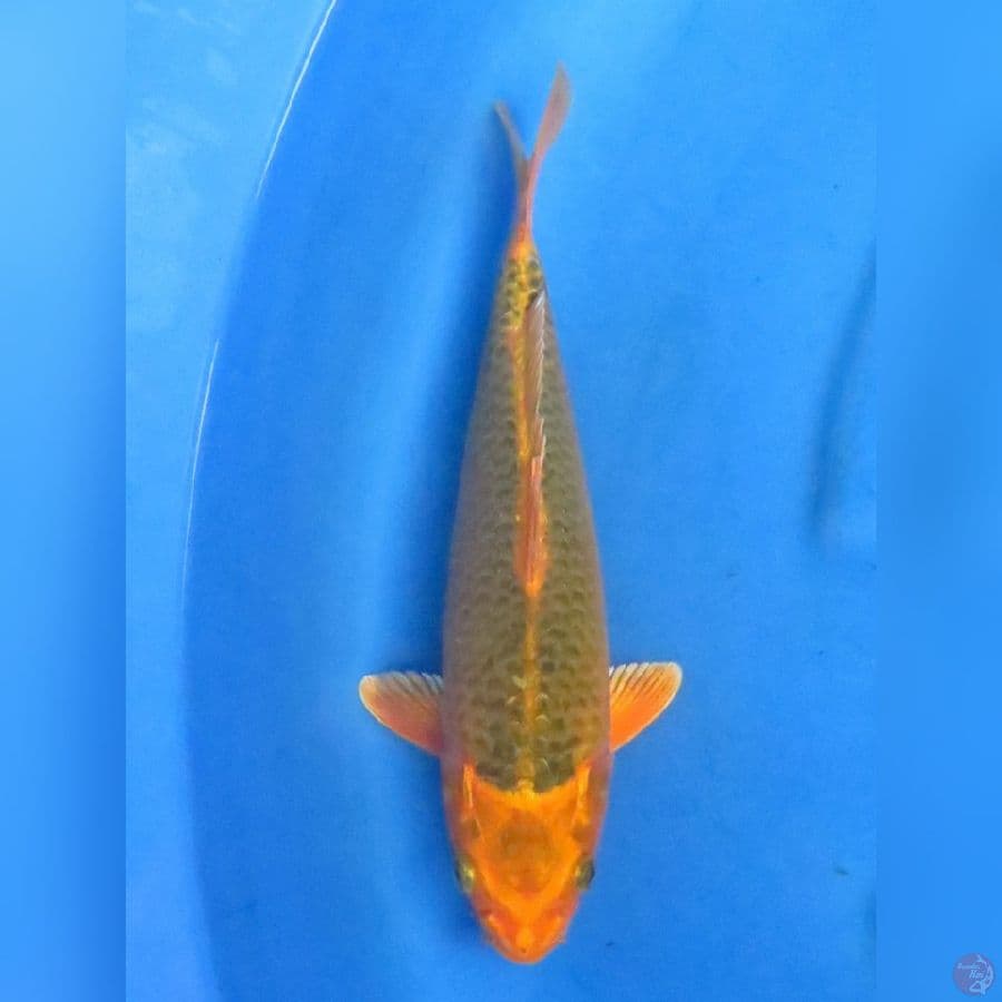 Unique Kawarimono