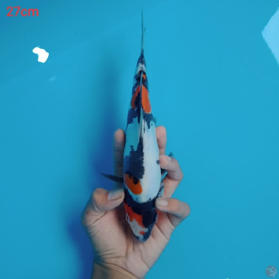 showa doitsu murni hq 27cm