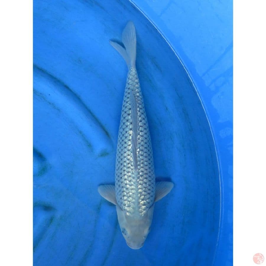 Soragoi Ginrin No bocor - 44cm