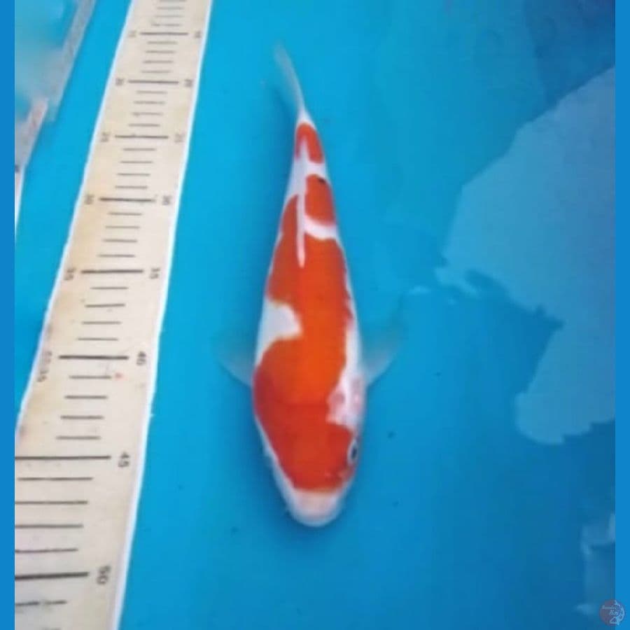 Kohaku