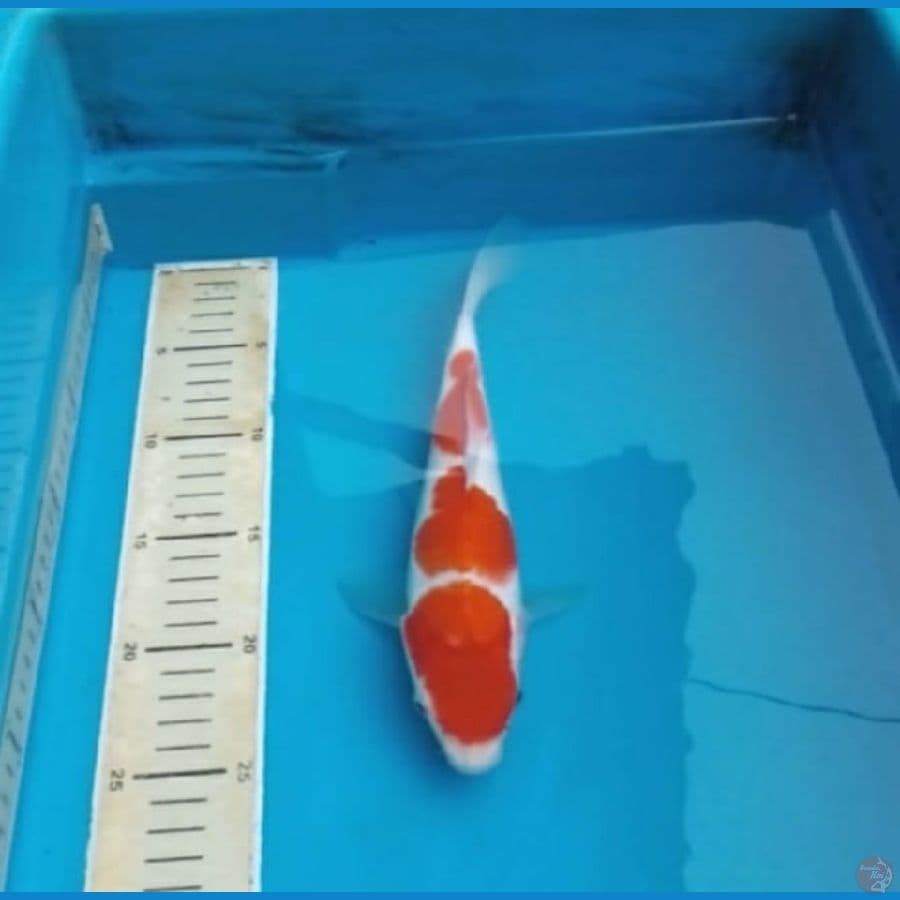 Kohaku