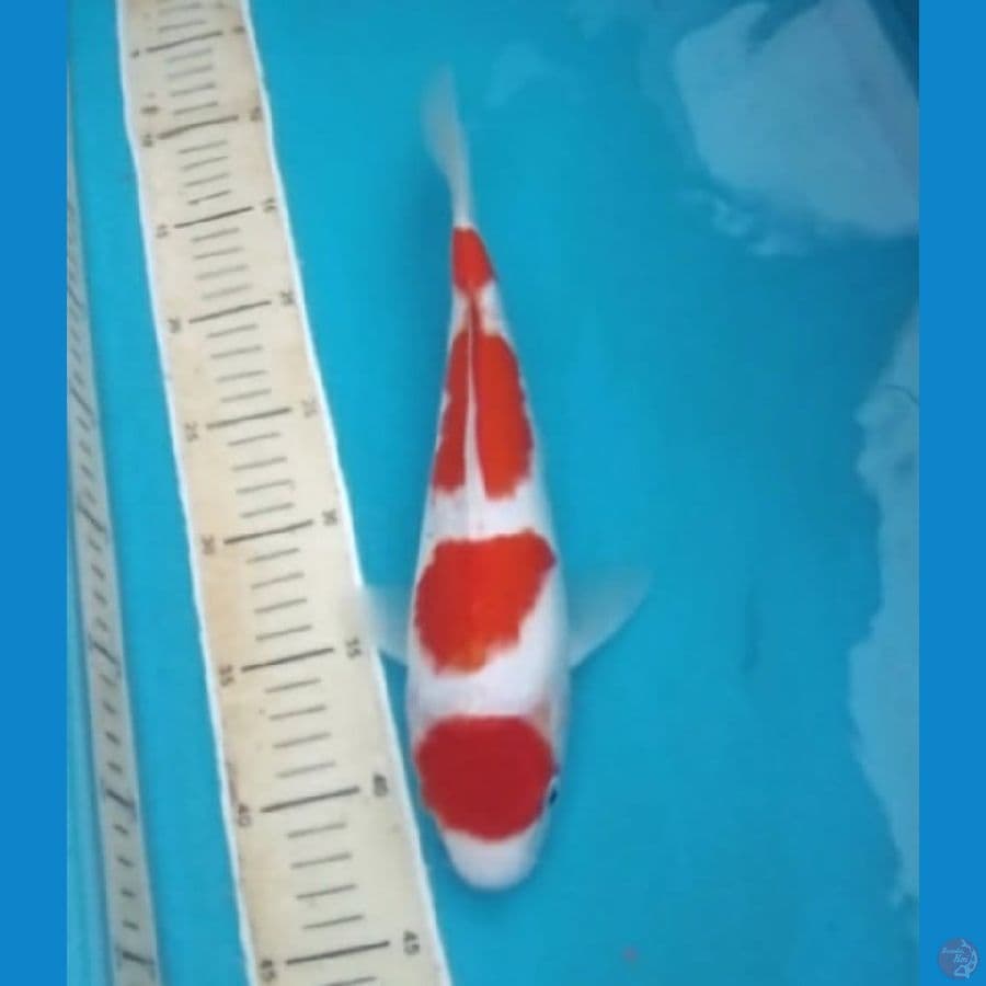 Kohaku