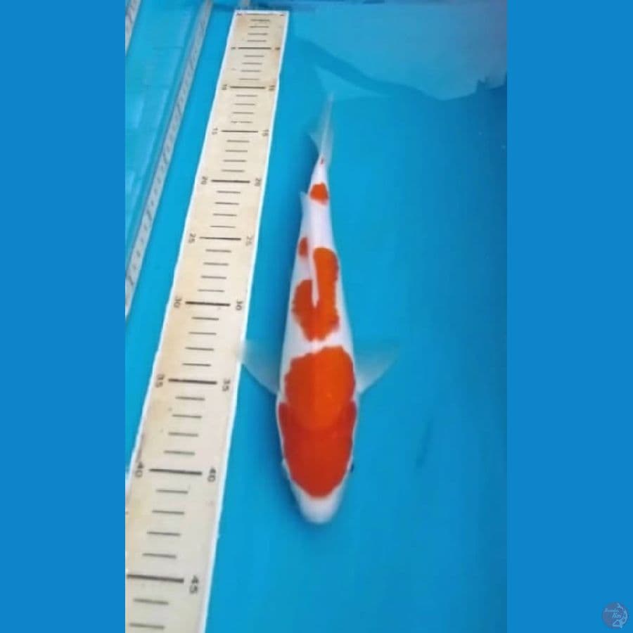 Kohaku