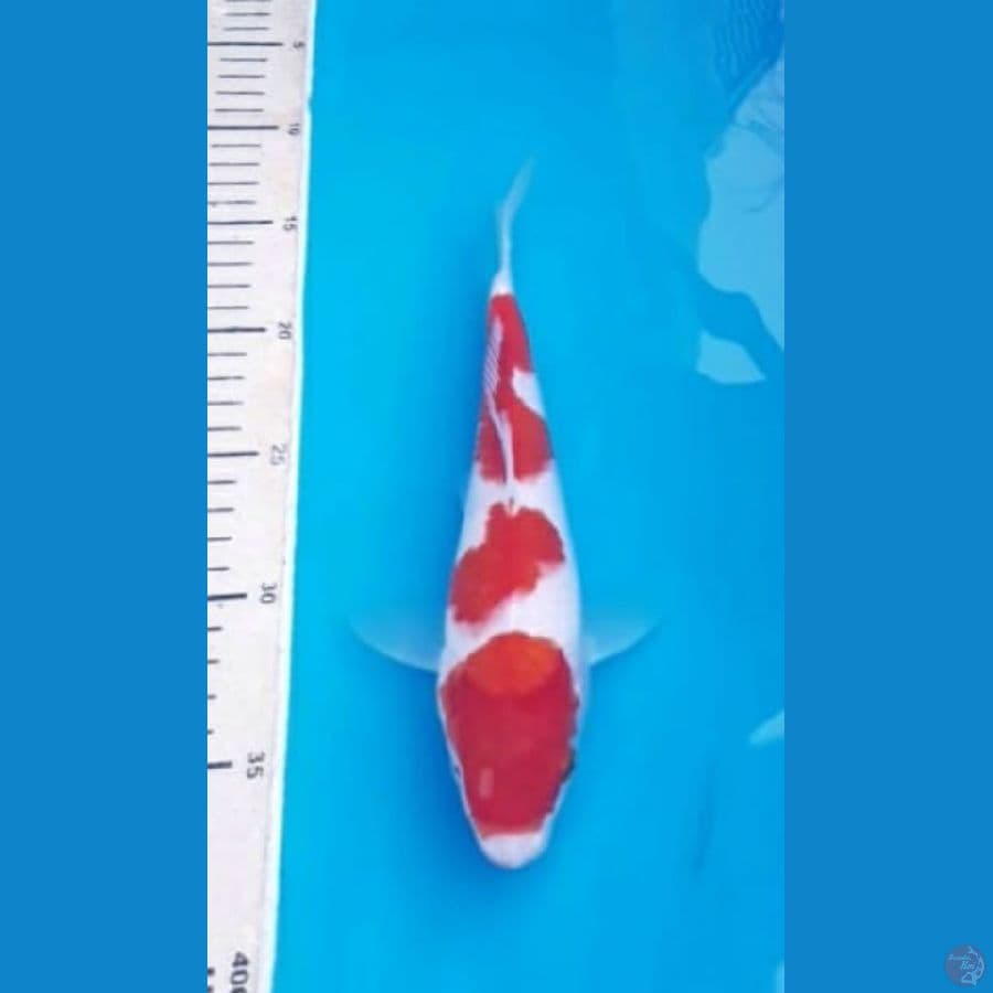 Kohaku 25bu