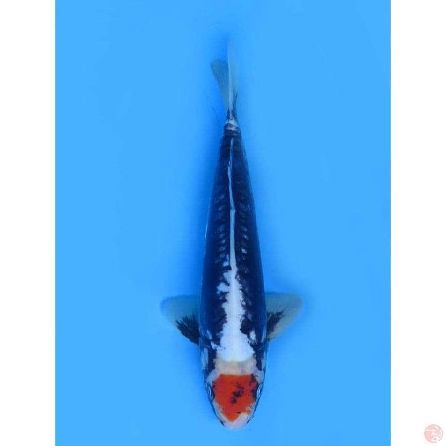 Ori Tancho Benikumon SQ - 28cm