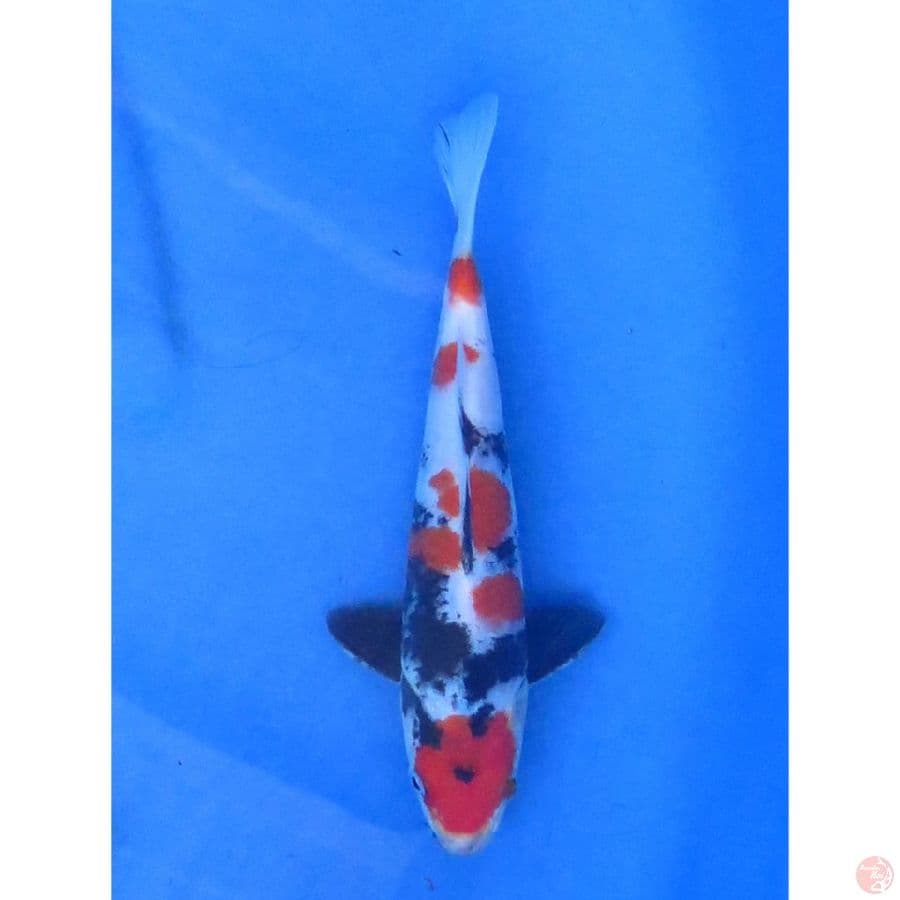 F1 Showa - 20cm 
