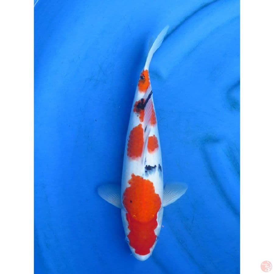 F1 Sanke ORI - 38cm