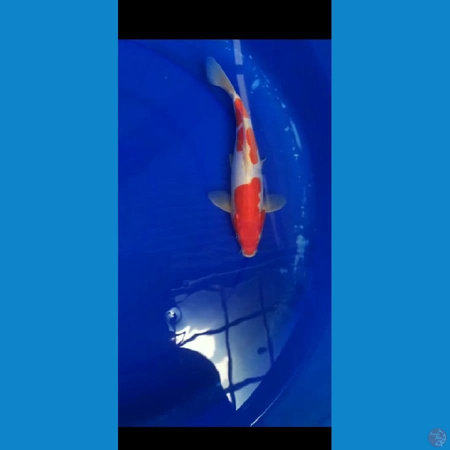 kohaku doit murni