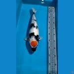 Tc showa 34cm