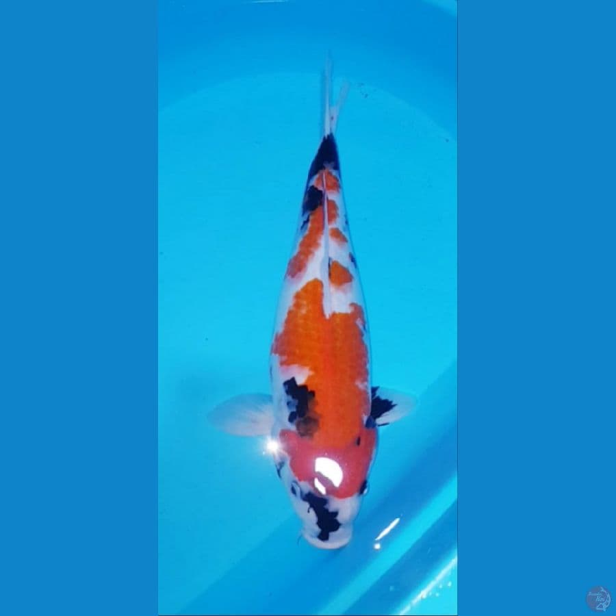 showa F42cm 