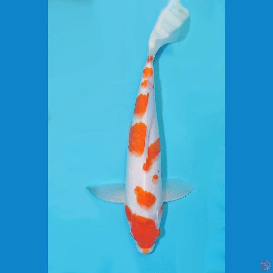 Kohaku 26cm