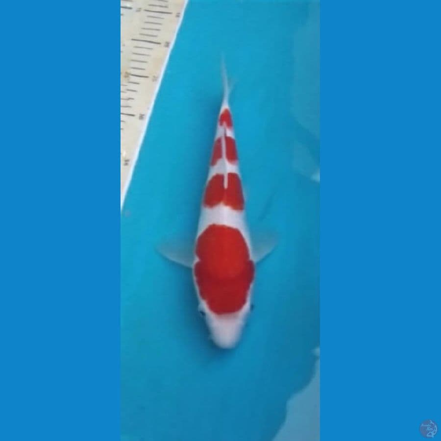 Kohaku 4 step Super 25cm
