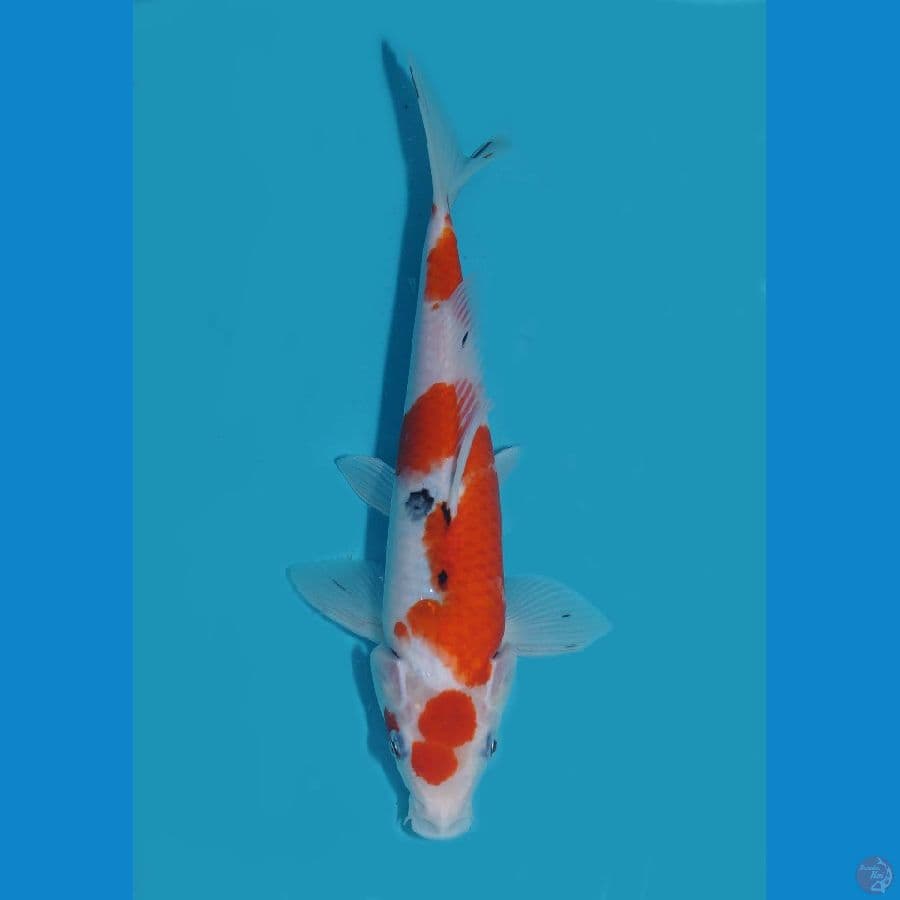 Maruten Sanke 25cm
