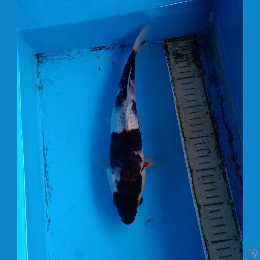 sumi goromo 30an cm