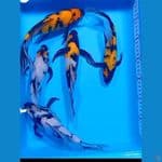 kumpay  showa mix 25_27cm 