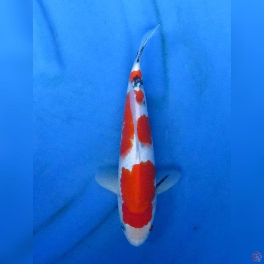 27cm - Sanke Tategoi