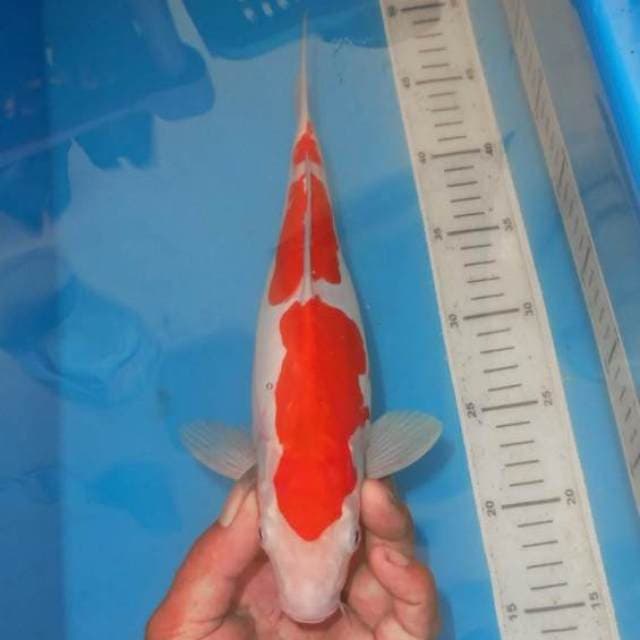SANDAN KOHAKU 3STEP