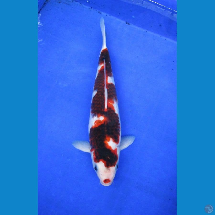 goromo ±32cm