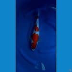 Kohaku 42 cm