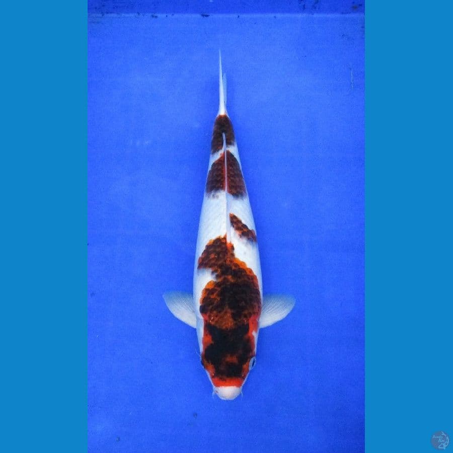 goromo ±40cm