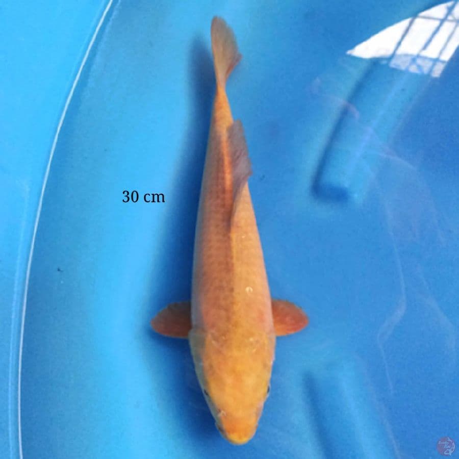 Karashi 30 cm