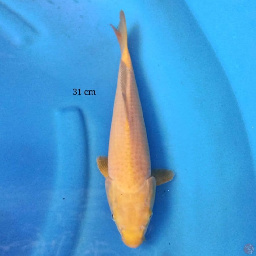 Karashi 31 cm