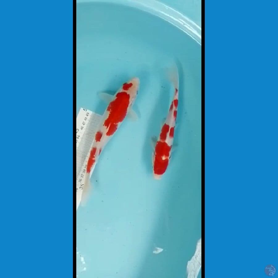 mix kohaku 24-27cm