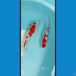 mix kohaku 24-27cm