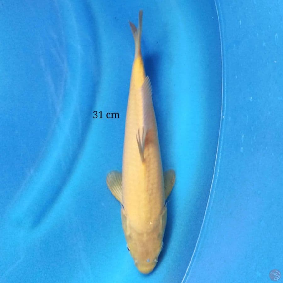 Karashi 31 cm