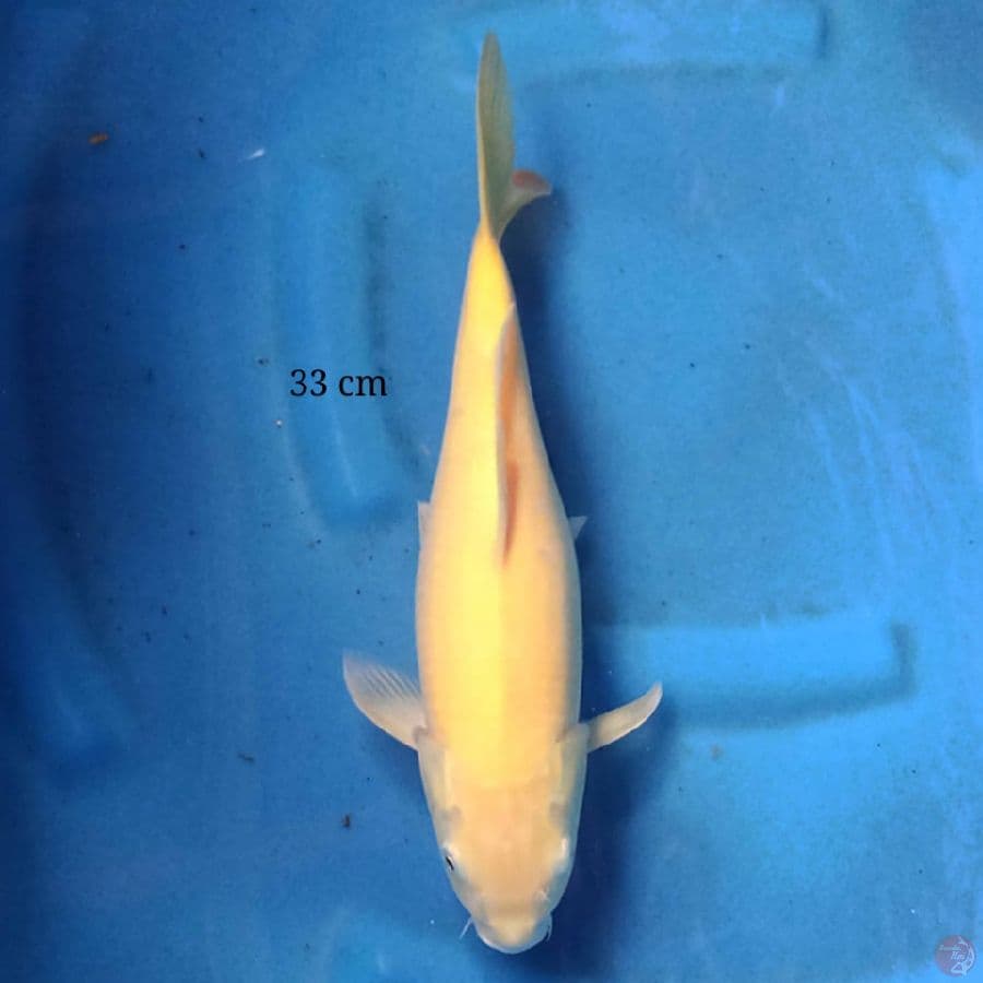 Karashi 33 cm